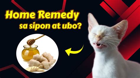 paano kainin ang puke|9 Epektibong Home Remedies sa Kabag .